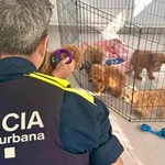 El centro de yoga que contrabandeaba con cachorros de perro en Barcelona
