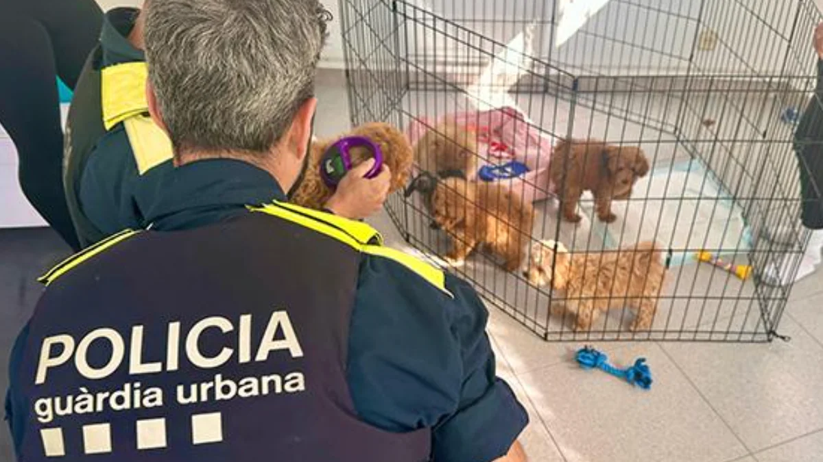 El centro de yoga que hacía contrabando con cachorros de perro en Barcelona