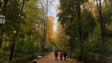 En los bosques de la Alhambra habitan 26 especies de hormigas que evidencian su buen estado