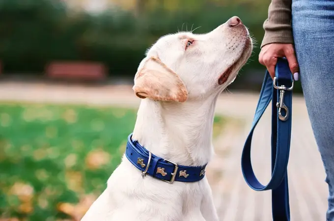 Los perros podrían detectar el trastorno de estrés postraumático en humanos a través del olfato, según un estudio 