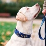 Los perros podrían detectar el trastorno de estrés postraumático en humanos 