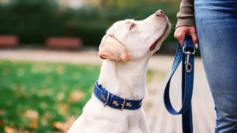 Los perros podrían detectar el trastorno de estrés postraumático en humanos Los perros podrían detectar el trastorno de estrés postraumático en humanos