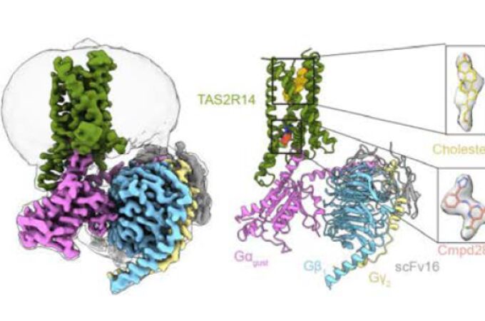 Imagen tomada con un microscopio electrónico (izquierda) y su respectivo modelo (derecha) de la proteína TAS2R14, que funciona como receptor del sabor amargo