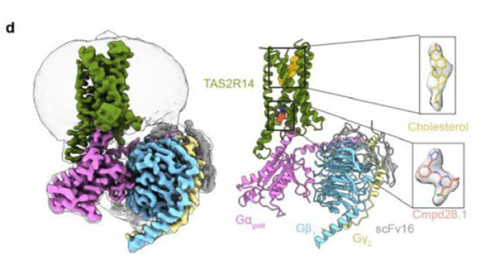 Imagen tomada con un microscopio electrónico (izquierda) y su respectivo modelo (derecha) de la proteína TAS2R14, que funciona como receptor del sabor amargo