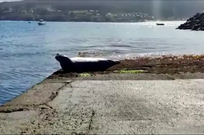 La foca Oza de vacaciones en Galicia