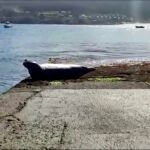 La foca Oza de vacaciones en Galicia