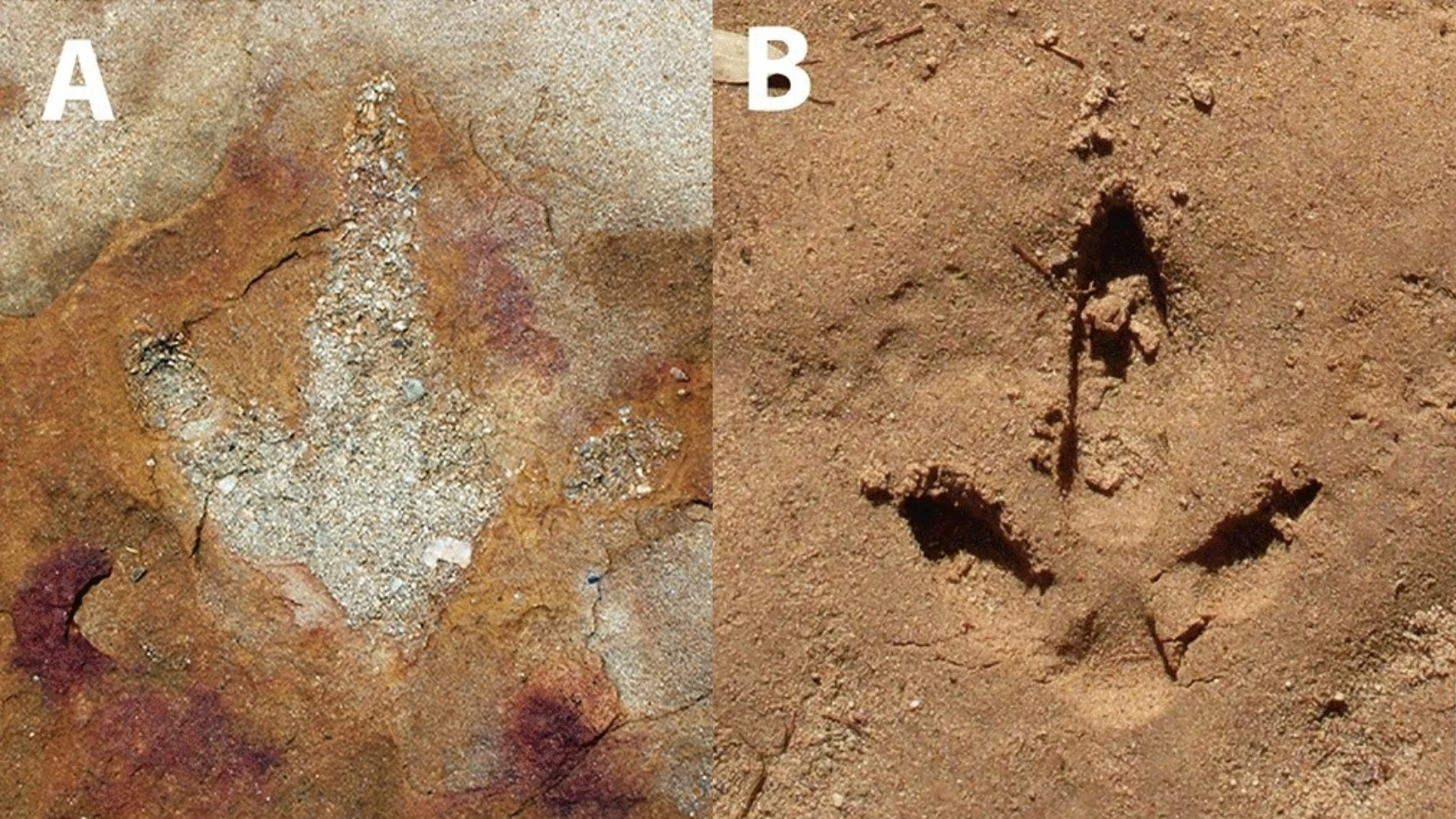 Descubren huellas de dinosaurios junto a misteriosos símbolos en Brasil