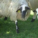 Explotación ganadera de ovejas y corderos en la Comunidad