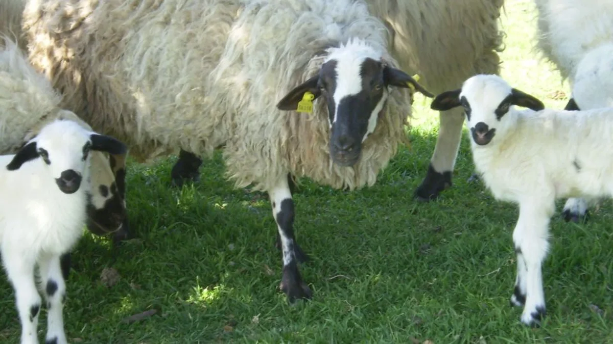El ovino de carne “se desangra” por la entrada “masiva” de corderos foráneos en los mataderos