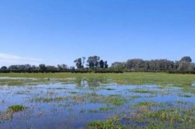 Estado de la marisma en la zona de Fuente del Duque a 4 de abril, en Doñana