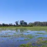 Estado de la marisma en la zona de Fuente del Duque a 4 de abril, en Doñana