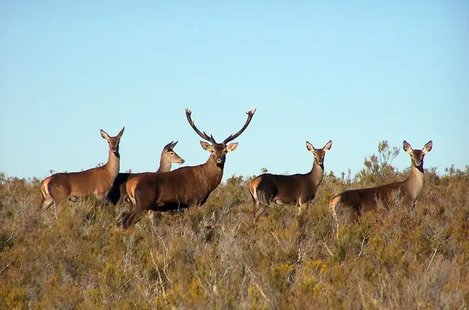 El ciervo, resiliente a los incendios, se hace fuerte en su mayor reserva en España