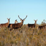 Ciervos en la provincia zamorana