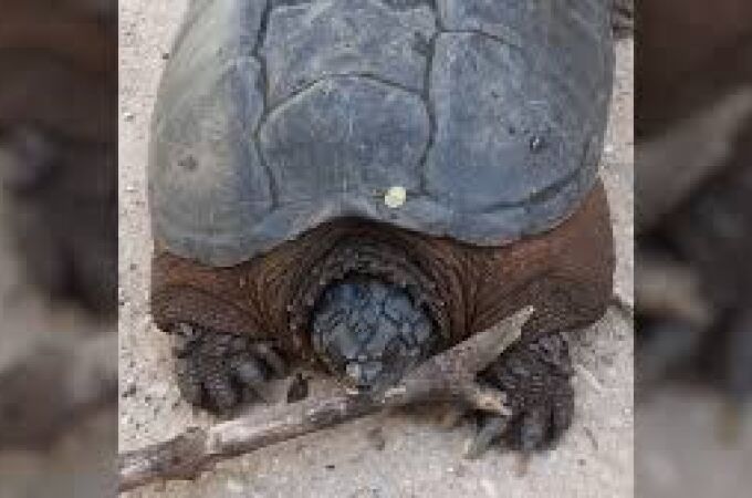 Sorpresa en el río Henares: tortugas americanas mordedoras de 30 kilos