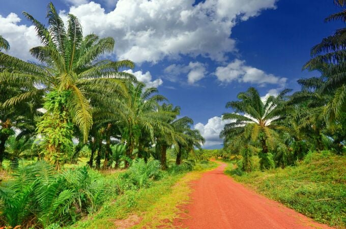 La OMC pone fin a la disputa entrre la UE y Malasia sobre el aceite de palma