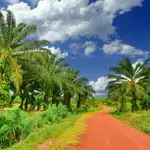 La OMC pone fin a la disputa entrre la UE y Malasia sobre el aceite de palma