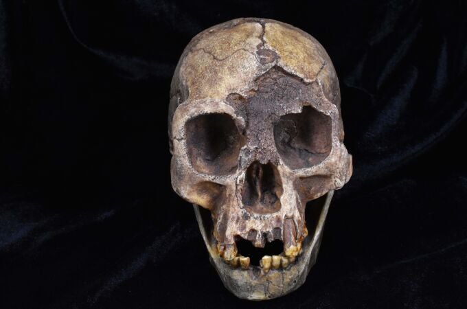 Una réplica del cráneo de Homo floresiensis, una de las especies de homínidos analizadas en el último estudio