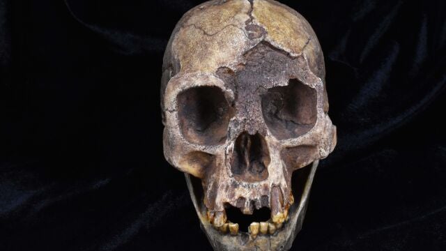 Una réplica del cráneo de Homo floresiensis, una de las especies de homínidos analizadas en el último estudio
