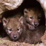 Asturias afirma que el incremento de la población de lobos muestra la necesidad de sacarlo del Lespre