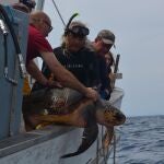 Liberan en aguas de Cartagena un enorme ejemplar de tortuga boba atrapado en la almadraba de La Azohía