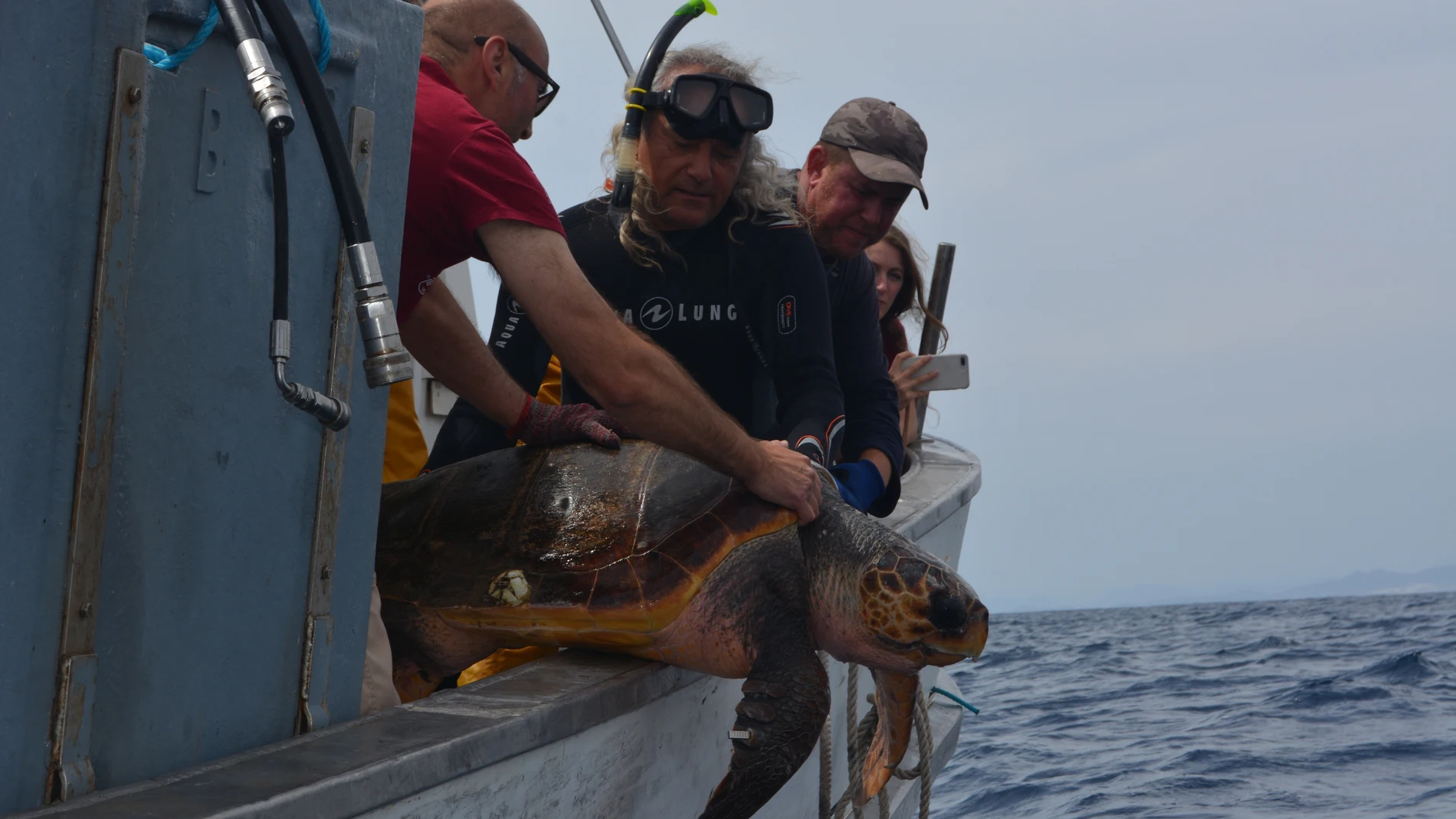 Liberan en aguas de Cartagena un enorme ejemplar de tortuga boba atrapado en la almadraba de La Azohía