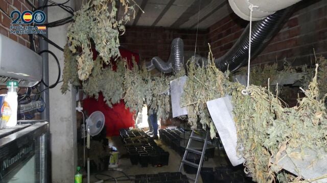 Interior del sótano con plantas ya en fase de secado