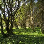 Bosque de laureles. 