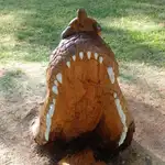 Un cocodrilo emerge del Duero en Zamora