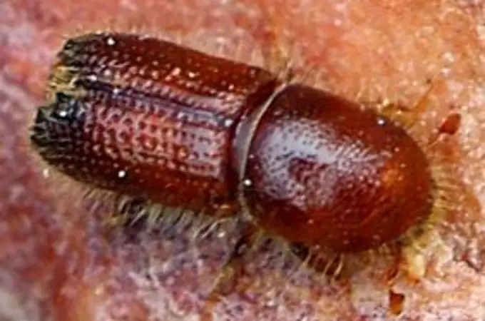 El escarabajo perforador que se está multiplicando en los pinares y alerta de graves perjuicios económicos y ecológicos