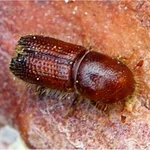 Imagen de un ejemplar adulto de escarabajo Ips sexdentatus 