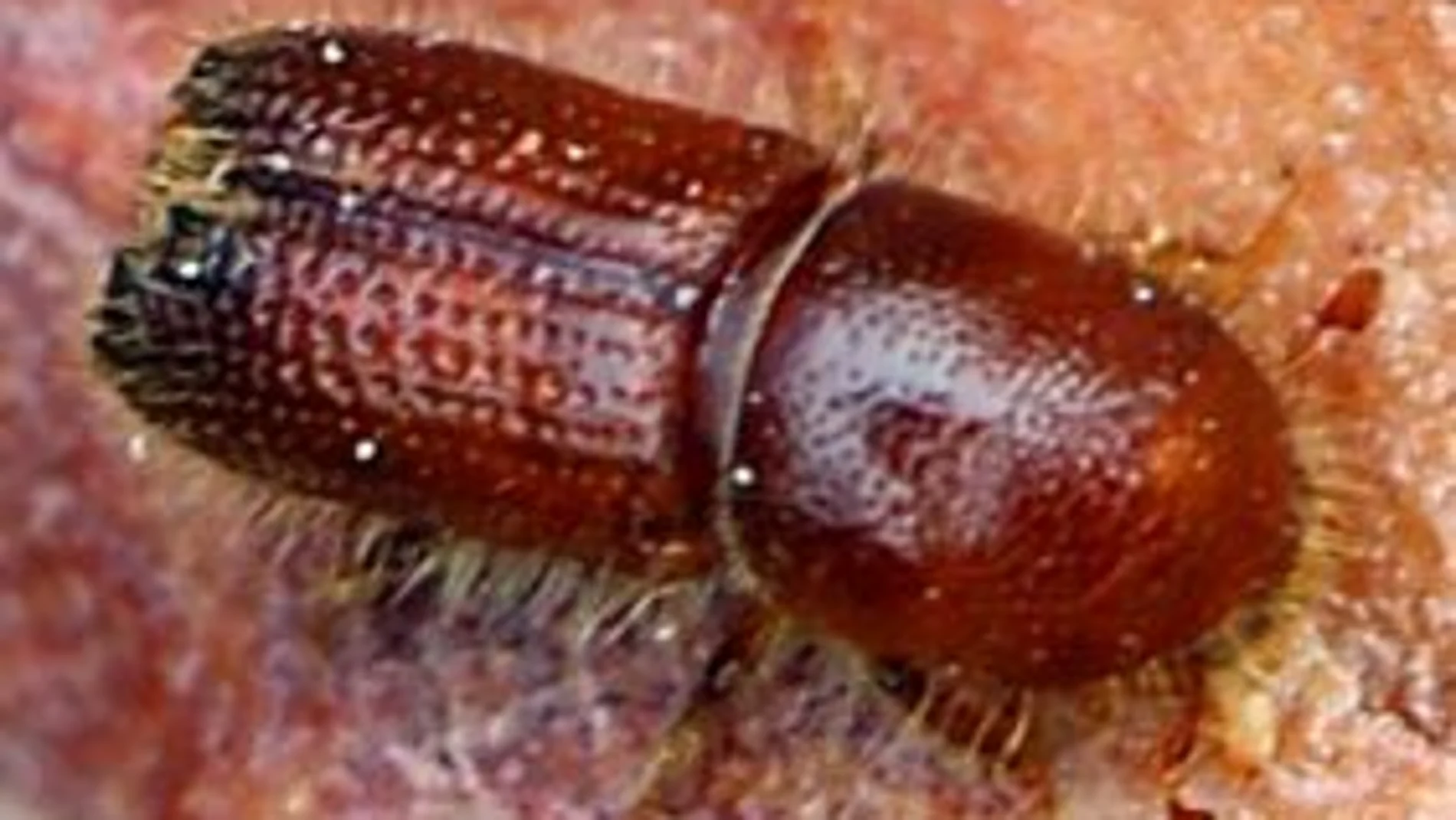 Imagen de un ejemplar adulto de escarabajo Ips sexdentatus 