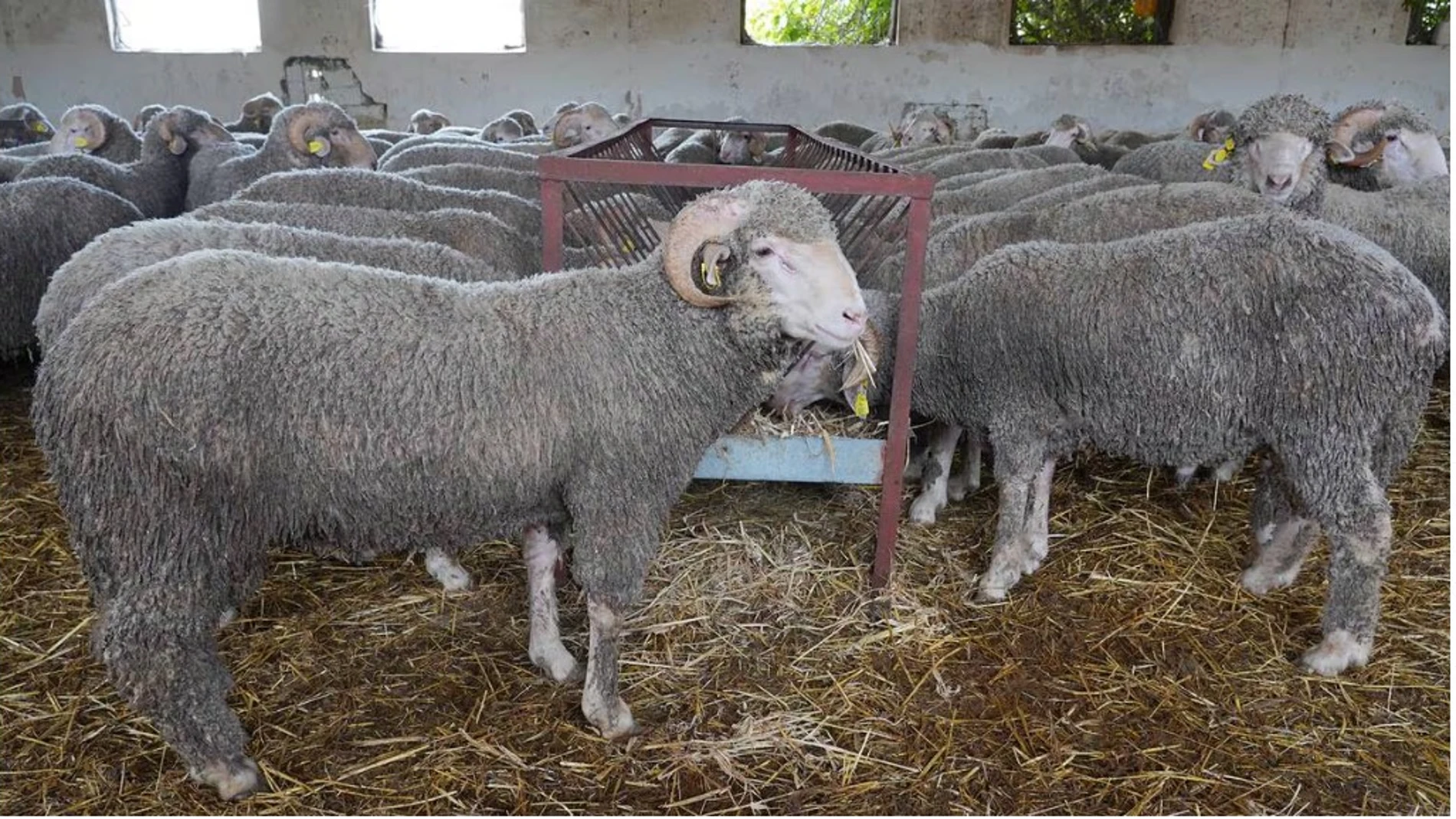 Las ovejas españolas que han sido importadas