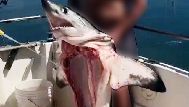 Investigado un hombre que aparece en un vídeo con un tiburón muerto y sin vísceras de una especie protegida