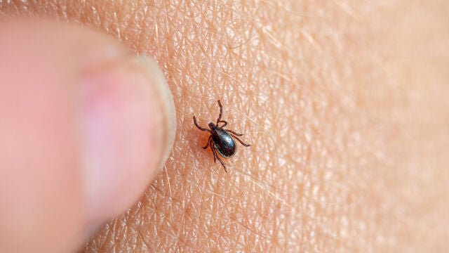 Los casos de Enfermedad de Lyme aumentarán por el incremento de garrapatas, según la Fundación SOS Lyme