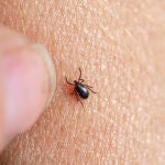 Los casos de Enfermedad de Lyme aumentarán por el incremento de garrapatas, según la Fundación SOS Lyme