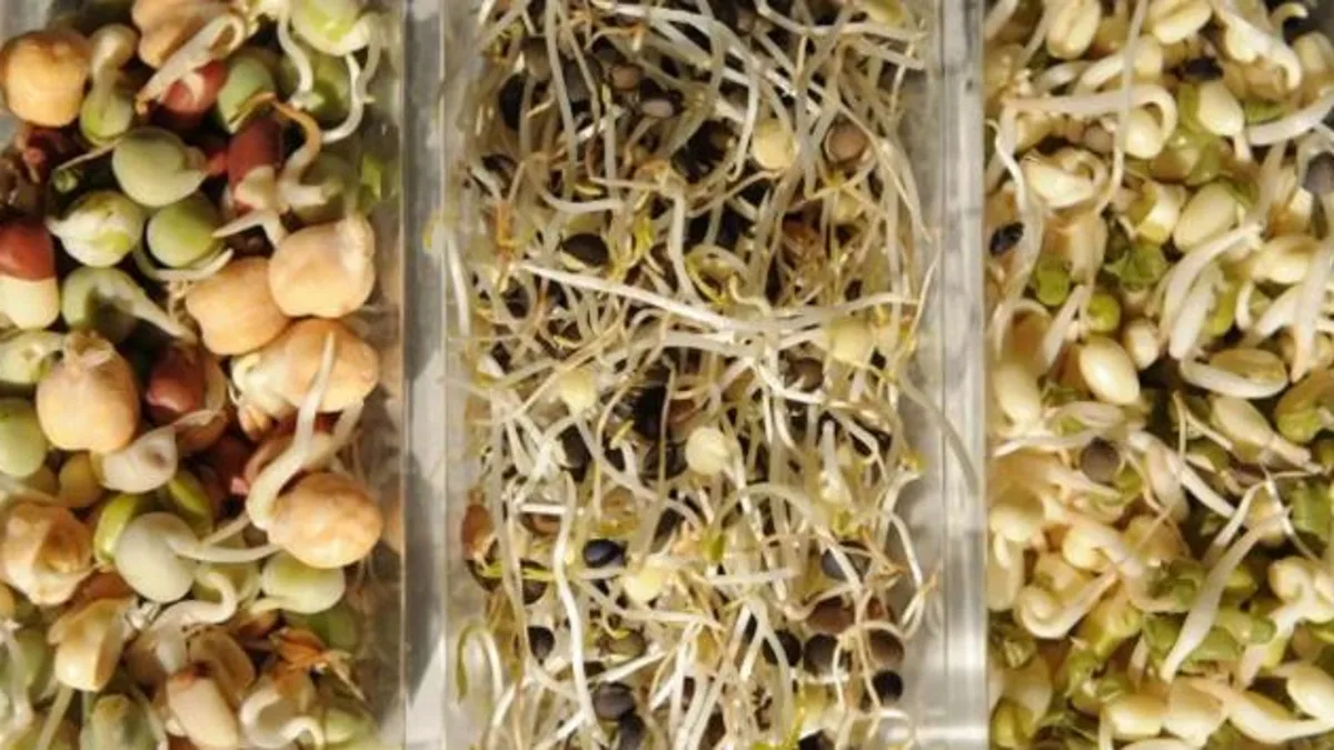 Alerta alimentaria: detectan Salmonella en brotes germinados de alfalfa y ordenan su retirada urgente