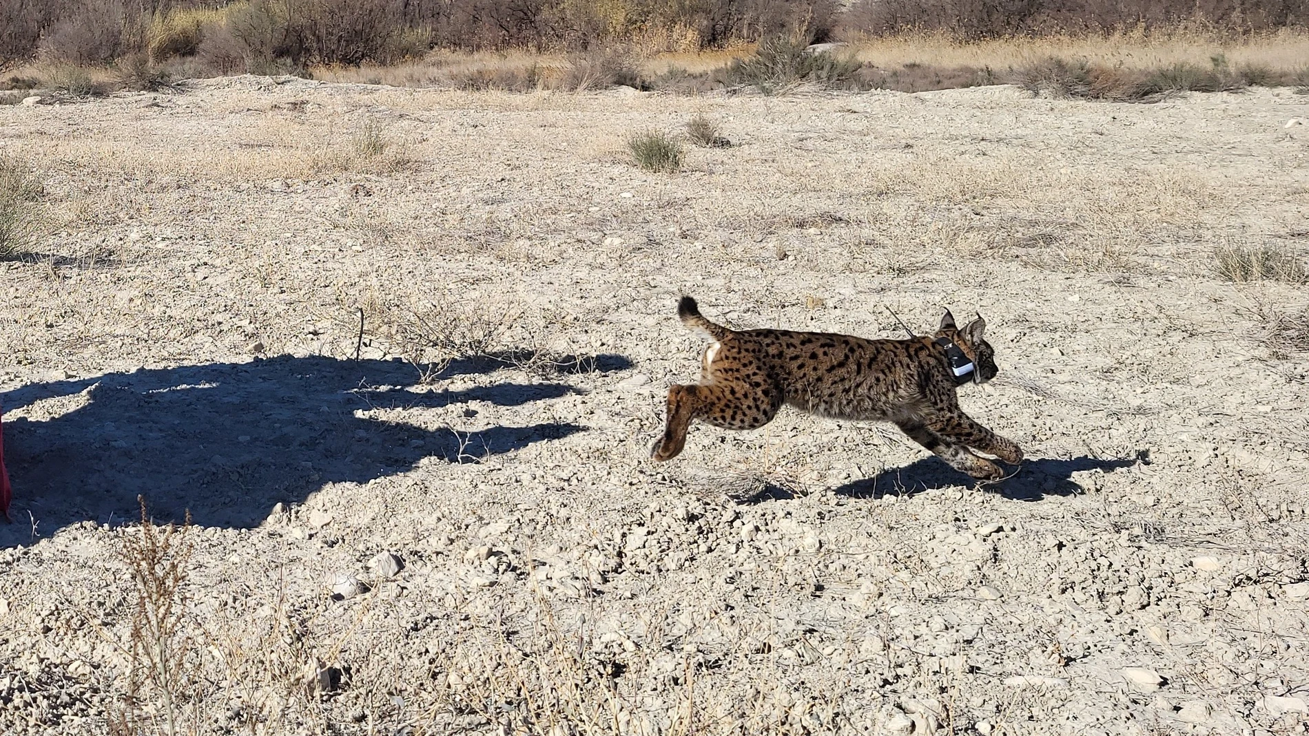 Imagen de Uri, el lince fallecido