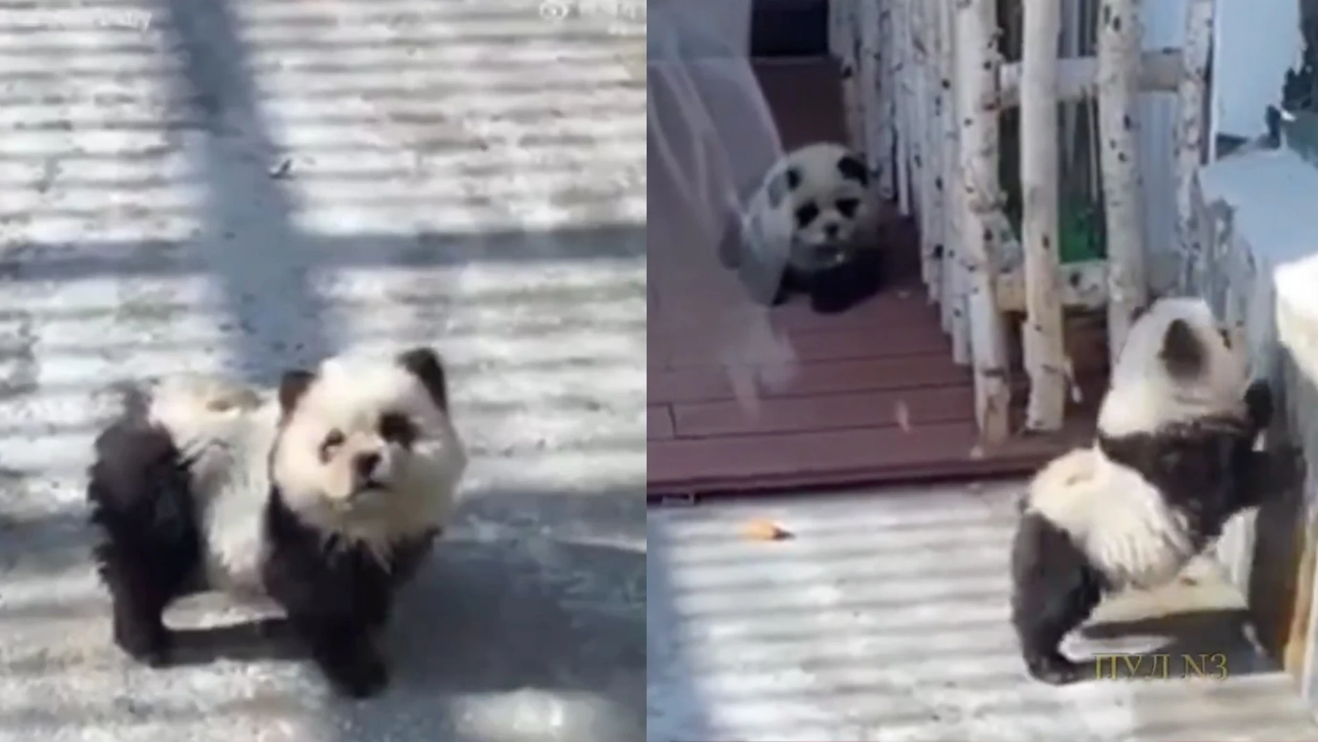 Un zoológico tiñe perros para hacerlos pasar por osos pandas 