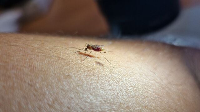 El paludismo es endémico en África, una gran parte de Asia, América Central y Sudamérica. 