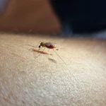 El paludismo es endémico en África, una gran parte de Asia, América Central y Sudamérica. 