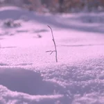 La nieve rosa, un fenómeno fascinante pero dañino 
