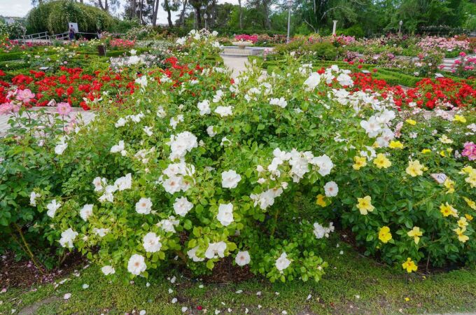La Rosaleda del Parque del Oeste elegirá la rosa más bonita del mundo el 17 de mayo