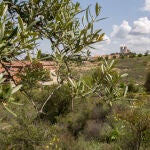 Vista de Campo Real desde el Olivar en la Comunidad de Madrid