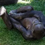 Una chimpancé abraza el cadaver de su cría dos meses después de su fallecimiento 