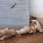 Investigan a un ganadero de ovino de Renedo (Valladolid) por el “abandono” de los animales