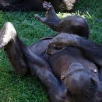 Una chimpancé abraza el cadaver de su cría dos meses después de su fallecimiento