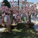 Fiesta de las Flores de Burgos 