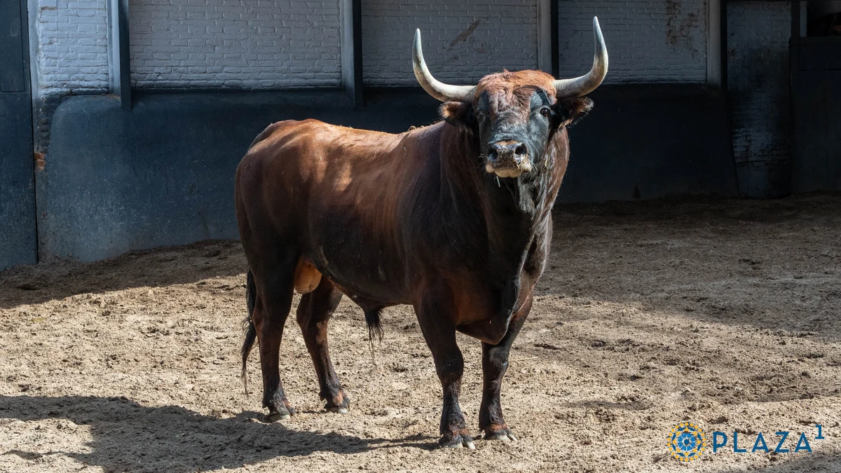 Así son los espectaculares toros que se lidian esta tarde de Baltasar Ibán en Las Ventas