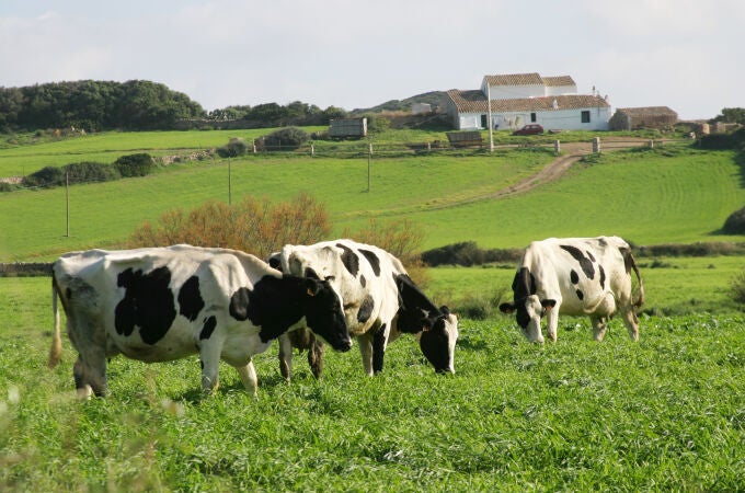Imagen de unas cabezas de ganado pastando en un campo