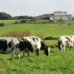 Imagen de unas cabezas de ganado pastando en un campo